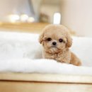 야옹아 멍멍해봐 강아지고양이 평택점 이미지