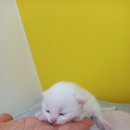 아기고양이 가정분양 분양계약서작성 정식허가받은 업체 선택하세요