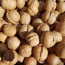 호두나무 이미지