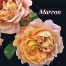 Marron shrub rose（栗子 이미지