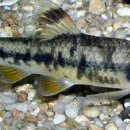 고기도감 이미지