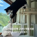 멍때리는 고양이 | 모든펫 캣폴 리뷰 | 다묘가정 고양이 캣폴 추천 | 대형 발판 및 라운지 설치 후기