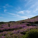 수려한합천버스주식회사 | 합천 황매산 철쭉제 후기 철쭉동산 개화상황 5월 국내 여행지 추천