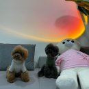 샤이니 하우스 이미지