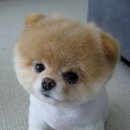 예쁜강아지 이미지