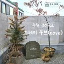 스테이우브