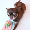 명랑견생 이미지