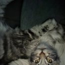 고양이미용 반하나캣 이미지