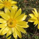 아도니스 이미지