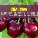 체리 티스토리