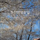 한국수력원자력㈜한강수력본부 | 춘천댐 벚꽃 명소 한수원 벚꽃길 만개 후기(한강수력본부)