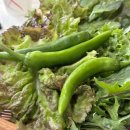 보리밥사잇길 이미지