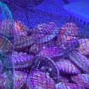 올래올래 이미지