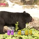 웅담