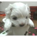 아지와 양이 이미지