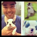 더독스 강아지분양 서울 이미지