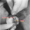 봉 동물병원 이미지