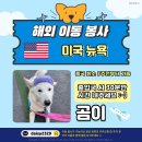 [함안보호소유기견] “피노” “곰이” 밴쿠버 뉴욕까지데려다주실 이동봉사자님을 찾습니다!!! 이미지