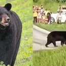 흑곰 인사이트