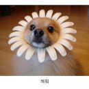 요거해 이미지