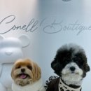 애견부티크 이미지