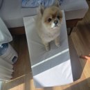 펫 하우스 | 초코펫하우스 강아지 논슬립 계단 사용 후기 – 관절 약한 우리 아이 필수템!