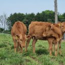 한우다움 이미지