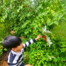 양광모농장 이미지