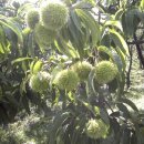 용곡농장 이미지