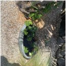 후아힌 협재 이미지