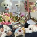 아르밤 펫 이미지