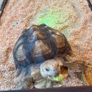 애니멀클럽 이미지