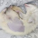 오석헌동물병원 이미지