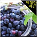 [당첨자발표]고당산농장 블루베리! 타임지선정 세계 10대 푸드 블루베리1kg 체험단 당첨자발표!!