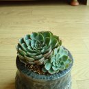 크라우스 이미지