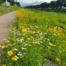 덕풍천 산책로 이미지