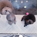 다정하개 이미지