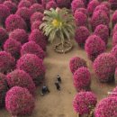 동백목장2 이미지