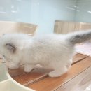 대전고양이분양 루나캣 | 처음 고양이 키우는 분들께 꼭 추천하고 싶은 곳, 대전세종고양이분양 루나캣 분양 후기