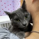 이츠펫 살롱 이미지