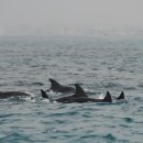 큰고래수산
