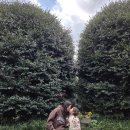 남원읍-77 | 서귀포 제주동백수목원 개화 현황 아이와 여행 중 동백꽃 구경