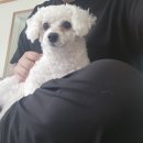 가히애견 이미지