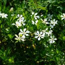 치자나무Gardenia jasminoides J. Ellis(꼭두서니과 치자나무속) 이미지