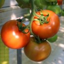 토마토 이미지