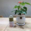 트로피티아일랜드안산