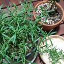 로즈마리 정원 이미지