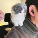 꽃냥이네 이미지