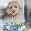 내품에동물병원 | 안산 동물병원 10살 강아지 담낭슬러지에서 담낭점액종으로 진행, 담낭 제거 수술 후기