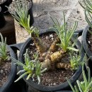 아마빌리스 이미지